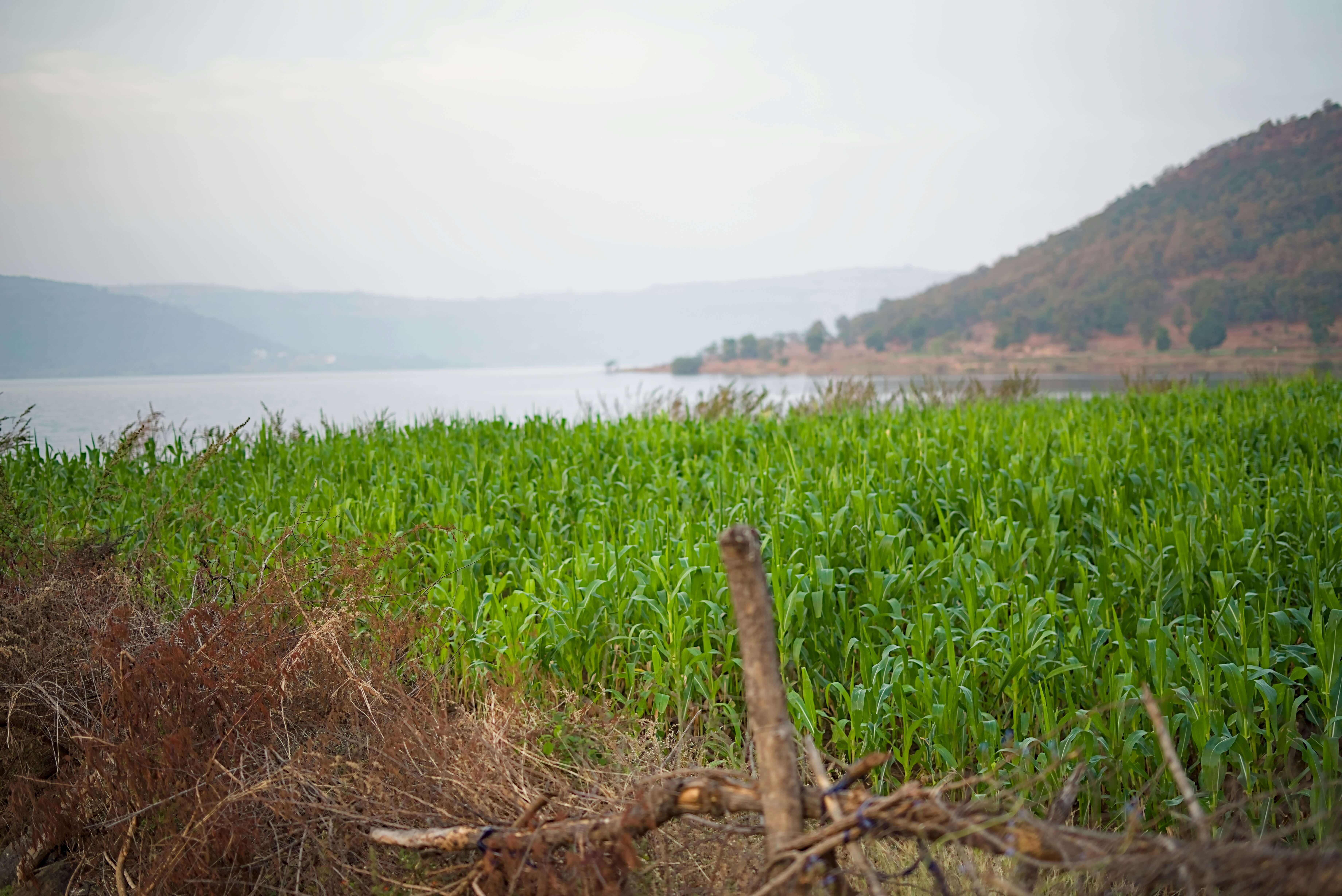 Large-scale crop production fields managed by Grow Tech